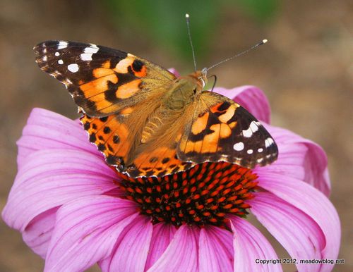 Painted Lady_0051