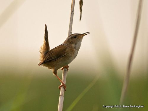 Buckingham Marsh Wren