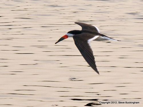 Buckingham Black Skimmer