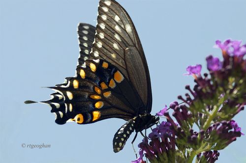 July 10_Butterfly Black SwallowtailSM_RTGeoghan_0362