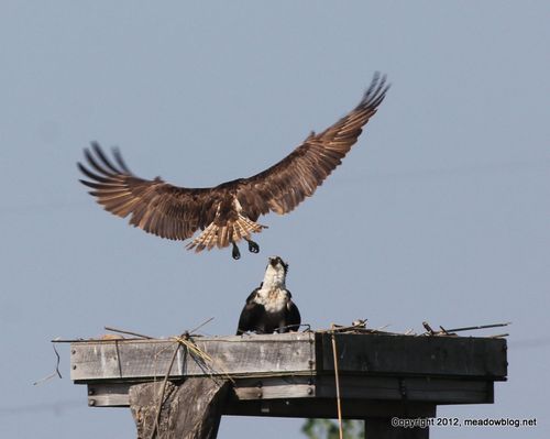 1-Osprey nest JW NJMC