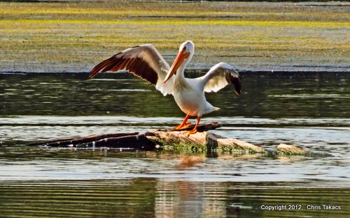 White Pelican