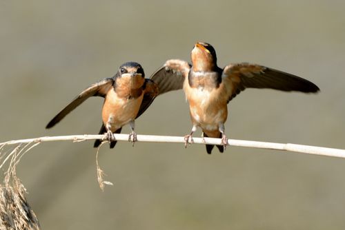 SS8_4091 Barn Swallow-001