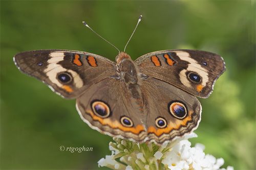 1-August 19_Butterfly Common BuckeyeSM_RTGeoghanj_0988
