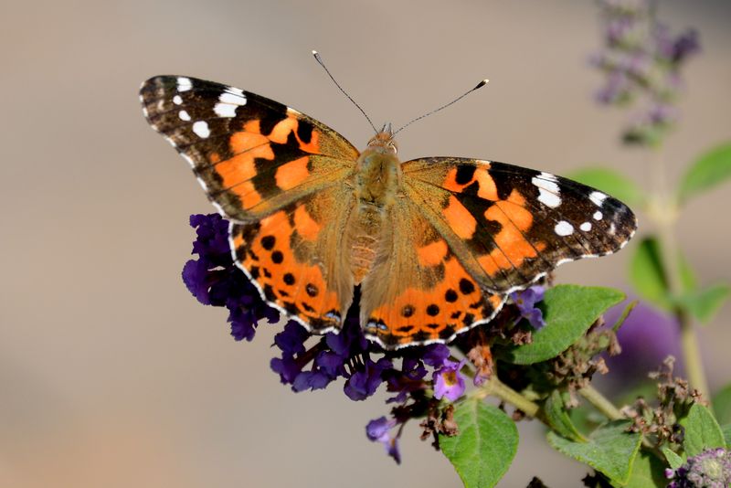 SS8_4790 Painted Lady