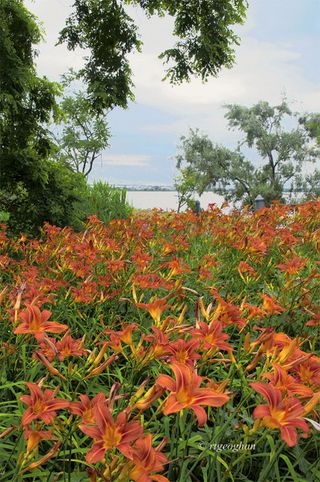 June 19_Day Lilies DeKorte_RTGeoghan_SM-0120