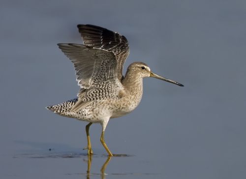 1-Short-billed Dowitcher, nonbreeding wing raise, TX, Sep large