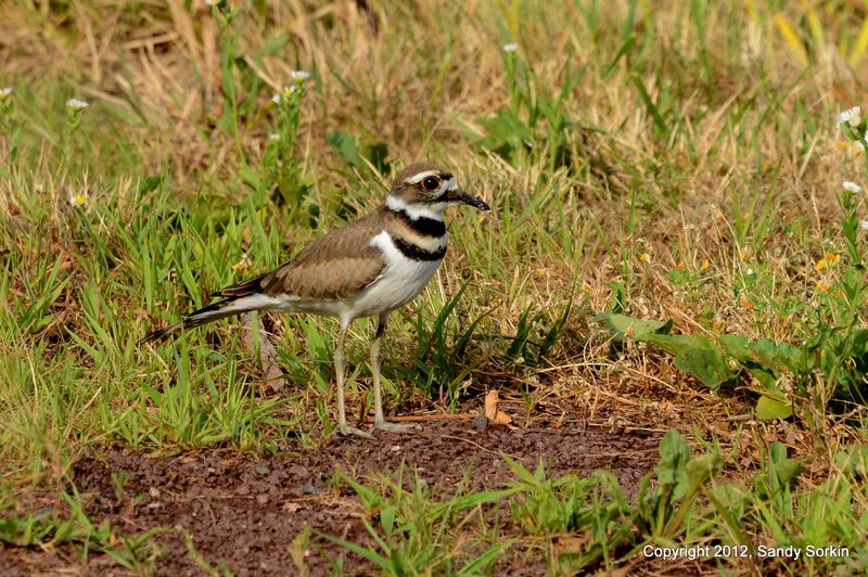 SS8_1599 Killdeer