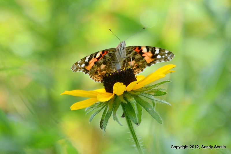 SS8_1739 Painted Lady