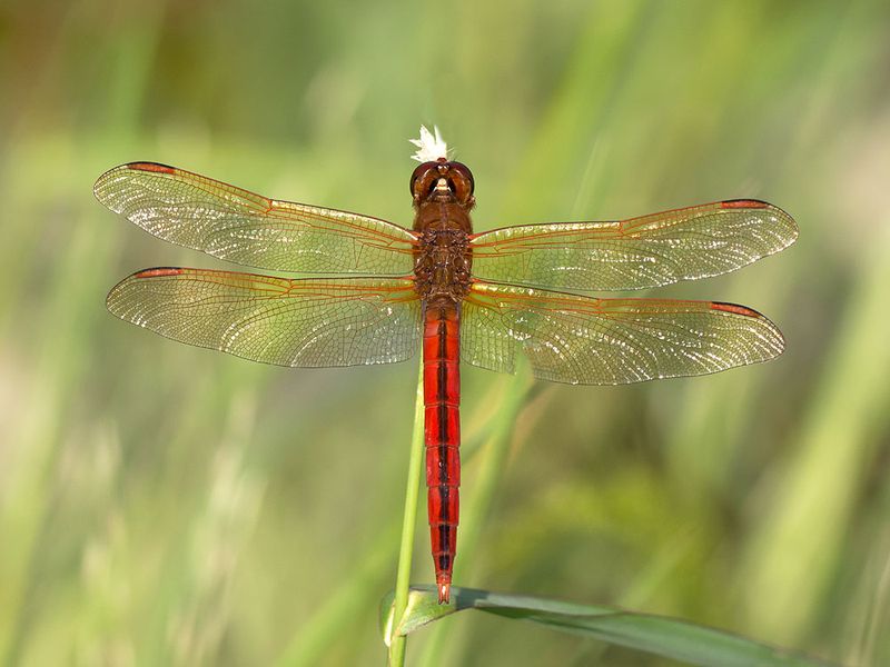 Buckingham needham's dragonfly