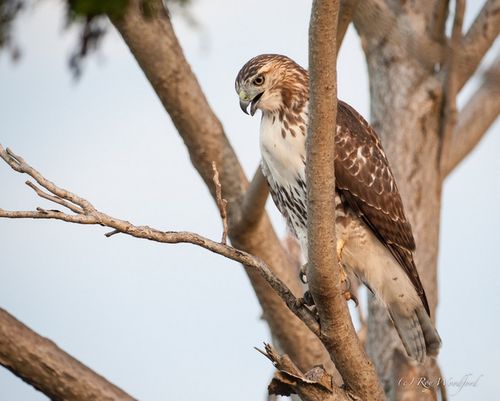 Woodford redtail