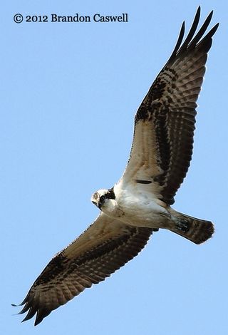 2-Osprey flight