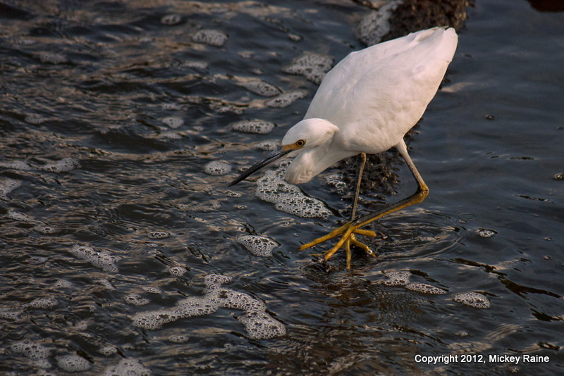 B EgretS 034d MCM Mdwlnds NJ Near Sunset 091612 OK