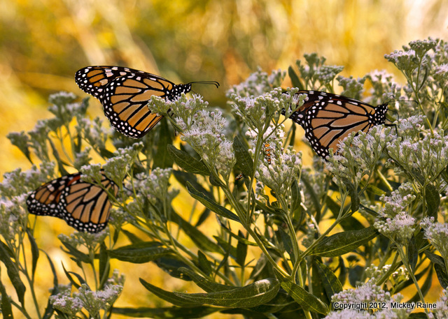 I Butterfly Monarch 007E MCM Mdwlnds NJ 091212 OK