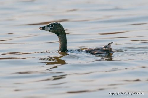 Grebe2 roy