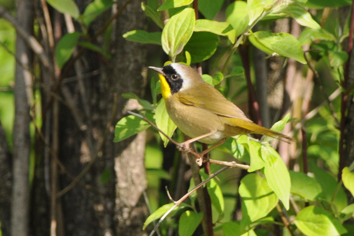 Common Yellowthroat