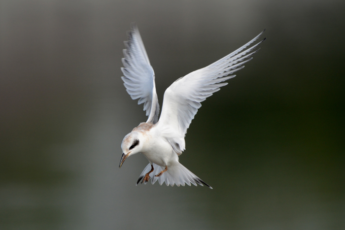 Forester's Tern