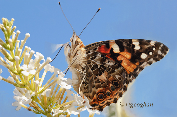 August 30_Butterfly Painted LadySM_Regina Geoghan_0630