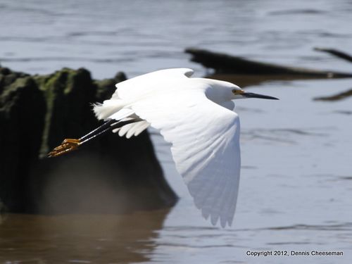 Snowy egret