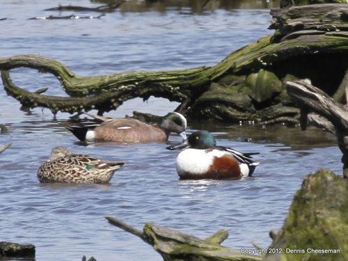 American wigeon