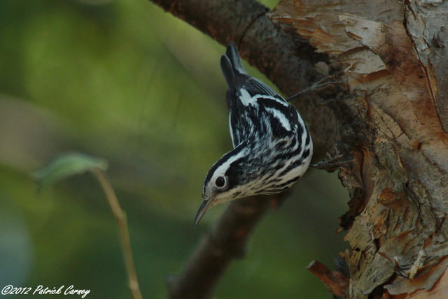 Black and White Warbler 2012 360
