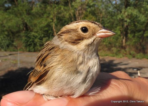 2-Clay colored sparrow hm