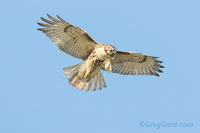 Red-tailed-hawk-Buteo-jamaicensis-dekorte-greg-gard-20120925-_B4A7327 copy