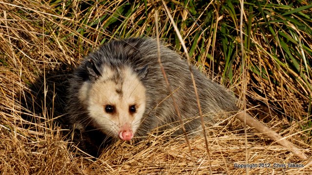 Opossum Meadowlands-001