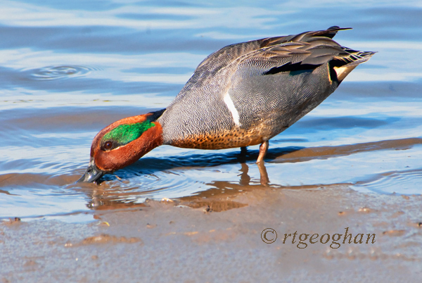 April 16_Green-winged Teal MaleSM_ReginaGeoghan_6584