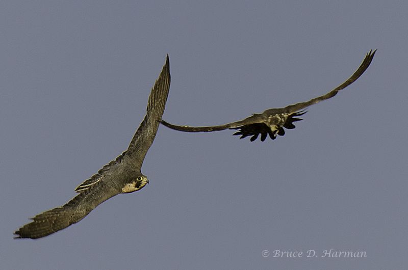 Peregrine falcons_pair