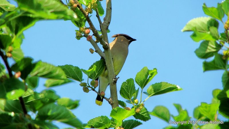1-Cedar Waxwing - 6-7-011