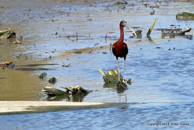 Ibis IMG_7012