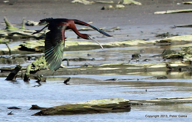 Ibis IMG_7026