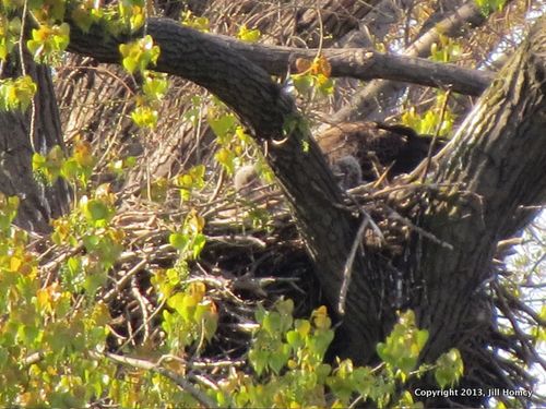 Two eaglets