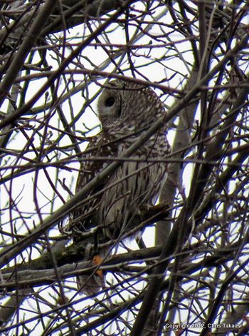 Barred Owl Losen