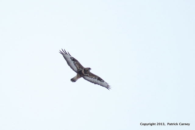 Rough-Legged Hawk(1)