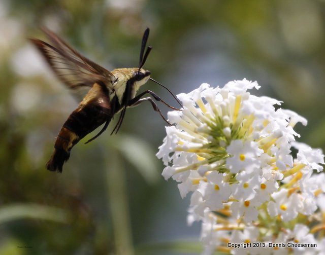 Hummingbird moth