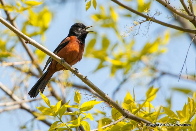 Roy Orchard Oriole