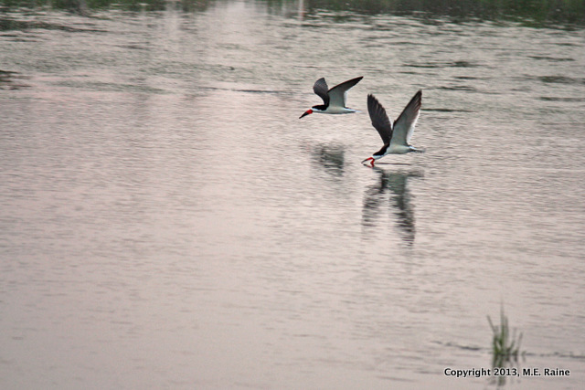 IMG_7816 B Black Skimmer 014 MCM Mdwlnds NJ Twilight 060913 OK