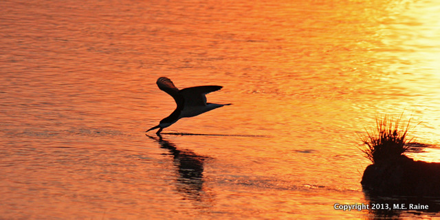 IMG_7645b B Black Skimmer 014 MCM Mdwlnds NJ Twilight 060913 OK