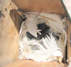 A_tree_swallow_nest