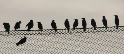 Birds_on_wire