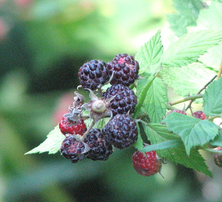 Black_raspberry