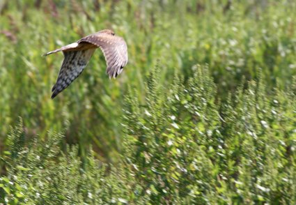 Harrier_meadow_harrier