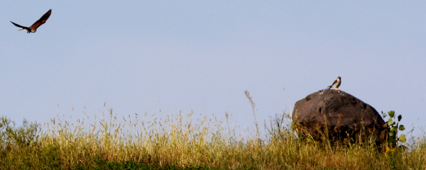 Harrier_peregrine_2