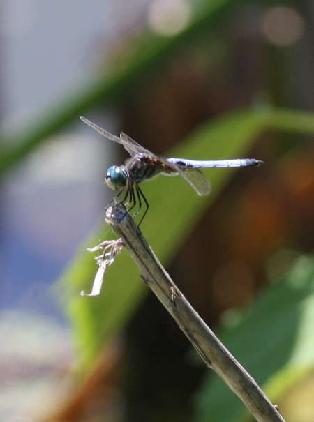 Male_blue_dasher_dragonfly