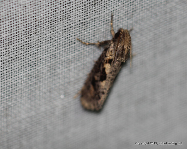 More Moth Night Pix, with IDs | The Meadowlands Nature Blog