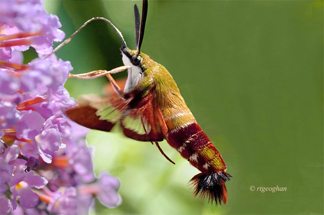July 8_Clear-winged Hummingbird MothSM_3850
