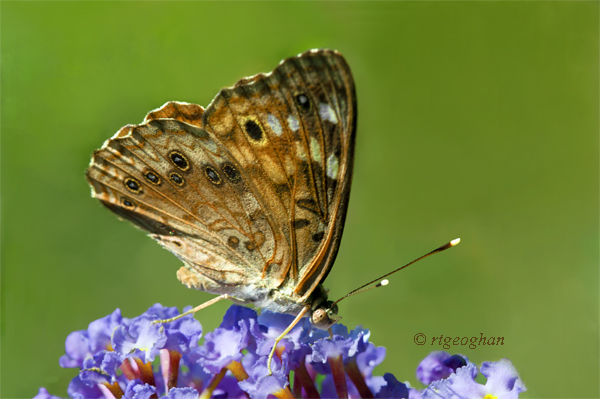 August 6_Butterfly-UnidentifiedSM_RTGeoghan6534