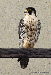 Peregrine NJTurnpike west spur bridge